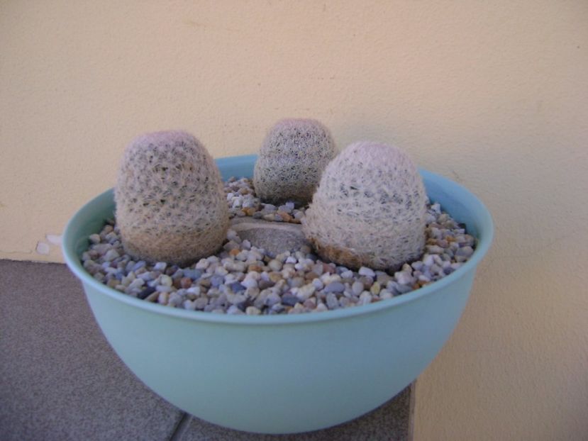 Grup de 3 Mammillaria lasiacantha - Cactusi 2017 final de an