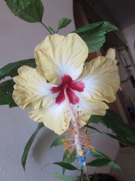 Silvya Goodman - Hibiscus 2017