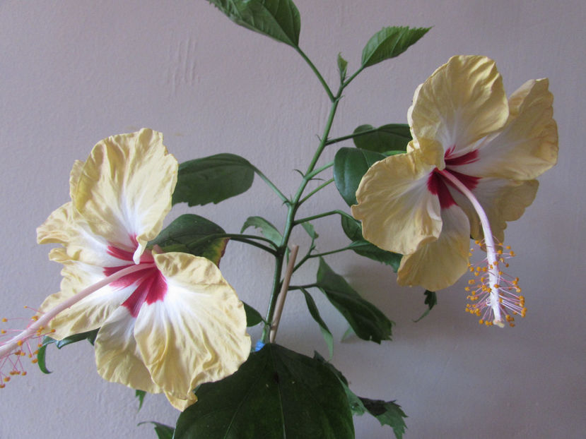  - Hibiscus 2017
