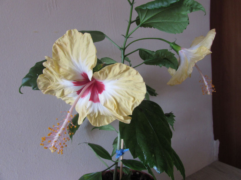  - Hibiscus 2017