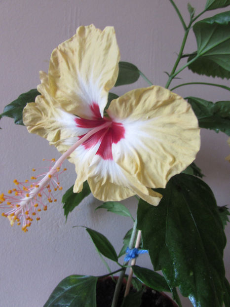  - Hibiscus 2017