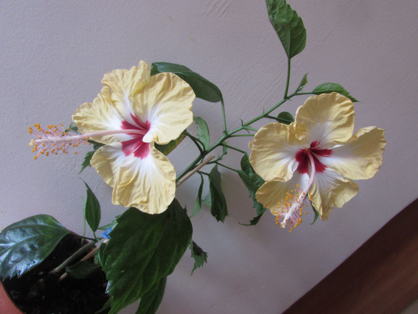  - Hibiscus 2017