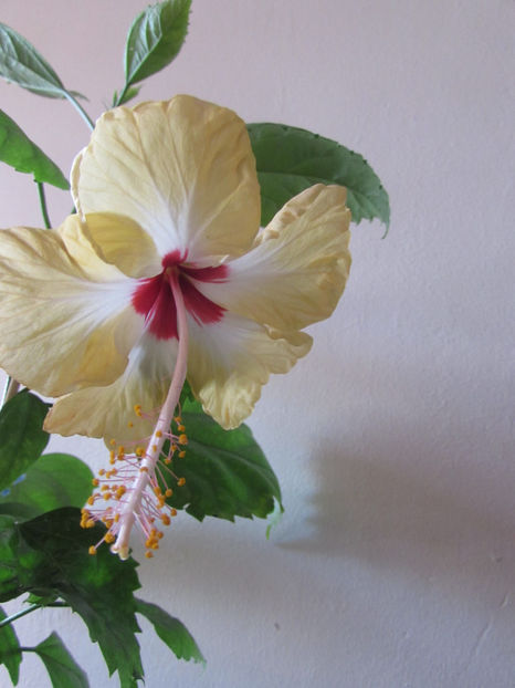  - Hibiscus 2017