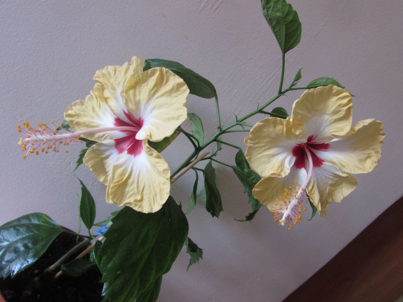  - Hibiscus 2017