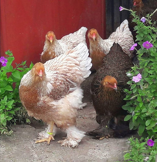  - a__Pui si tineret brahma 2017