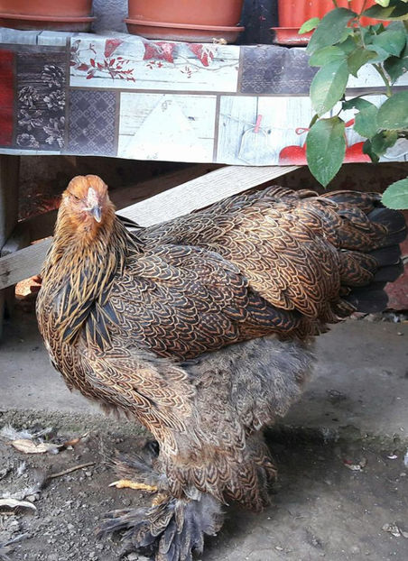  - a__Pui si tineret brahma 2017