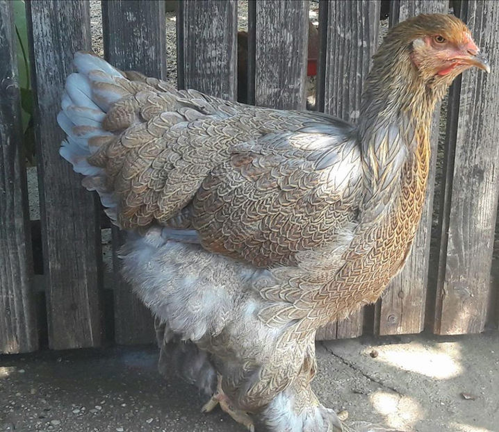  - a__Pui si tineret brahma 2017