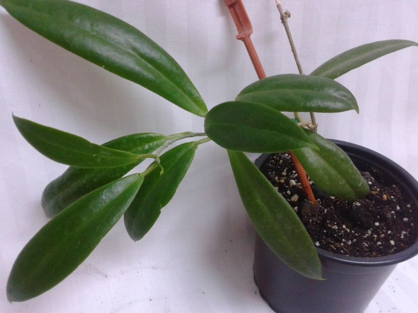 blashermaezii-65-rez - provizoriu