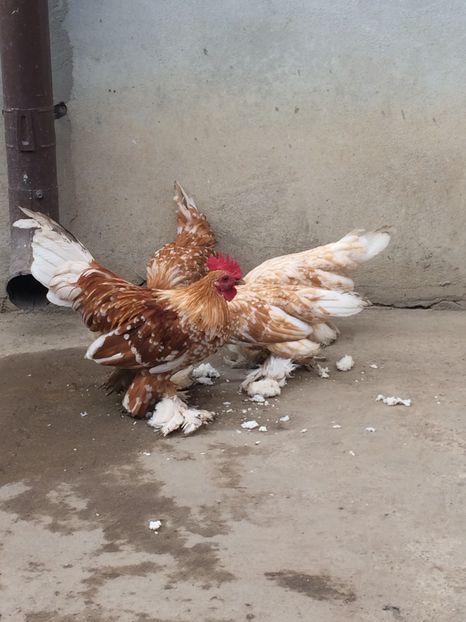  - Tineret mii de flori 2017