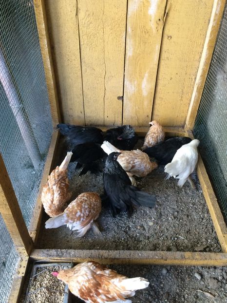  - Tineret mii de flori 2017