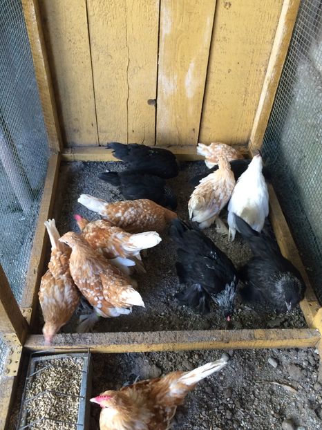  - Tineret mii de flori 2017