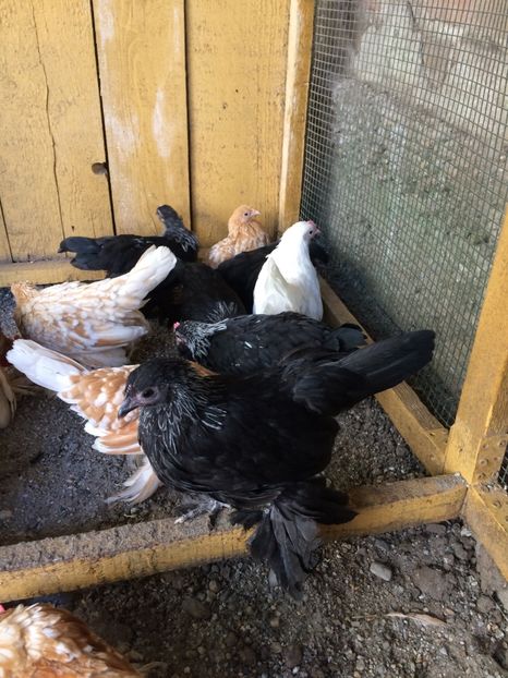  - Tineret mii de flori 2017