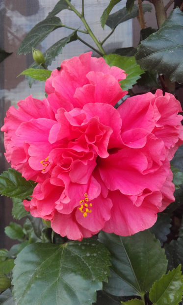  - hibi pride of hankins