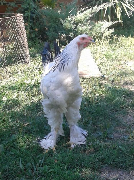  - Brahma Herminat deschis pt 2018