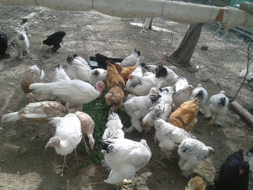  - Brahma Herminat deschis pt 2018