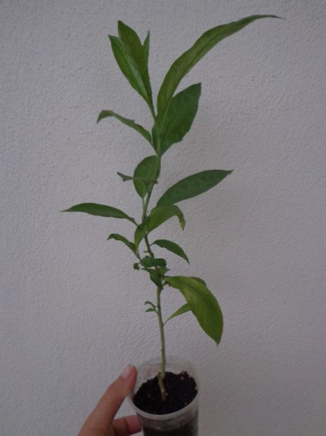 Cestrum Nocturnum  1 - Temporar