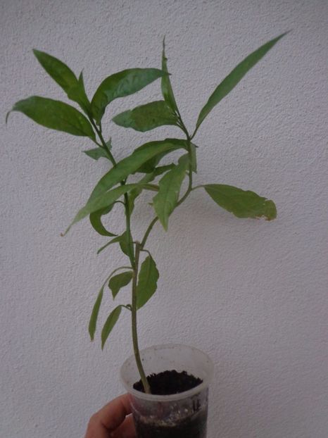 Cestrum Nocturnum 2 - Temporar