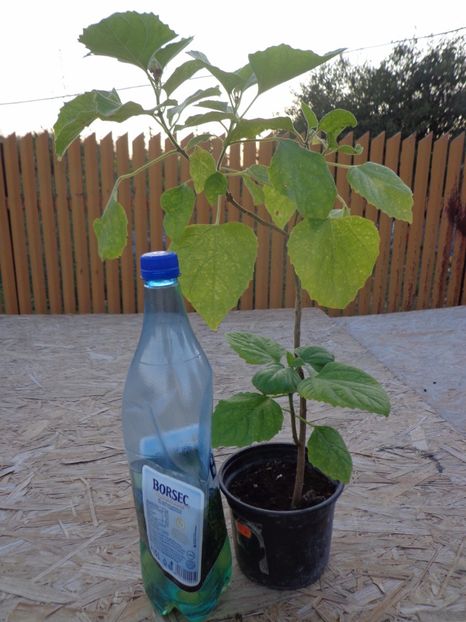 Clerodendron Phillippinum  1 - Temporar