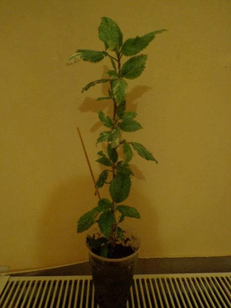 hibiscus variegat. Surinam. - Temporar