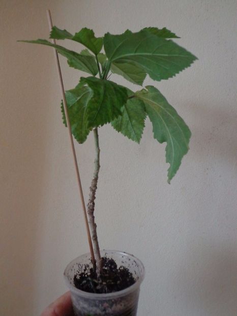Hibiscus Natal - Temporar