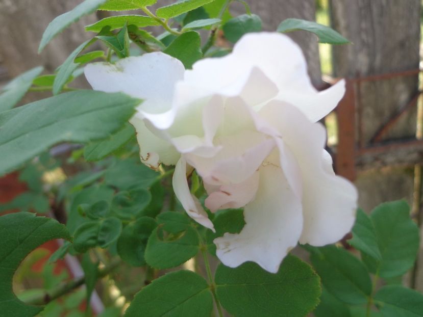 ravagii - Bucurii in gradina