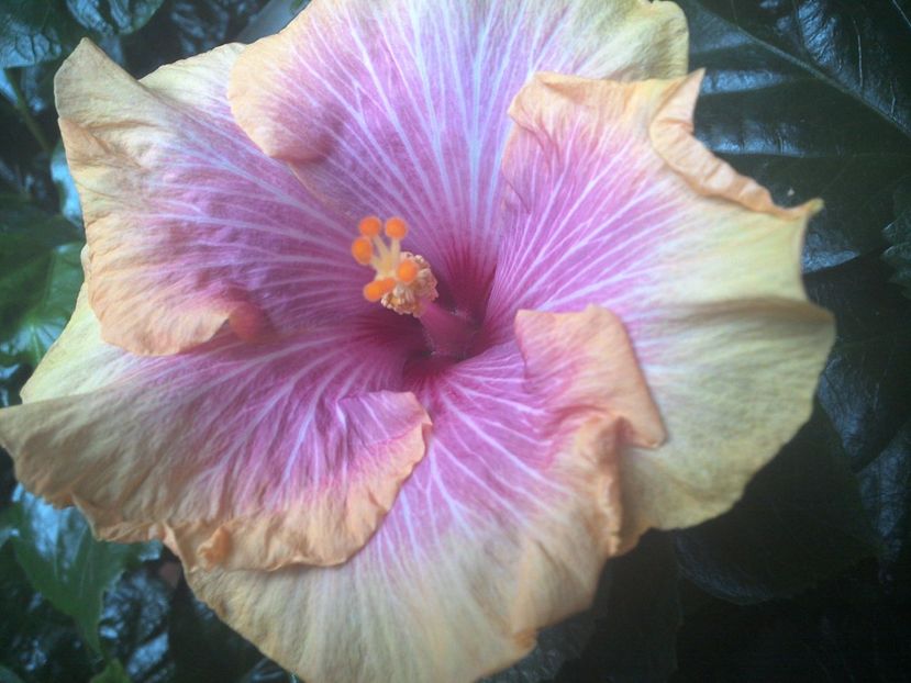 WIN_20170901_064610 - Tahitian Lovely