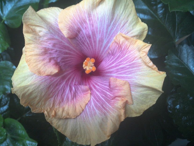 WIN_20170901_064618 - Tahitian Lovely