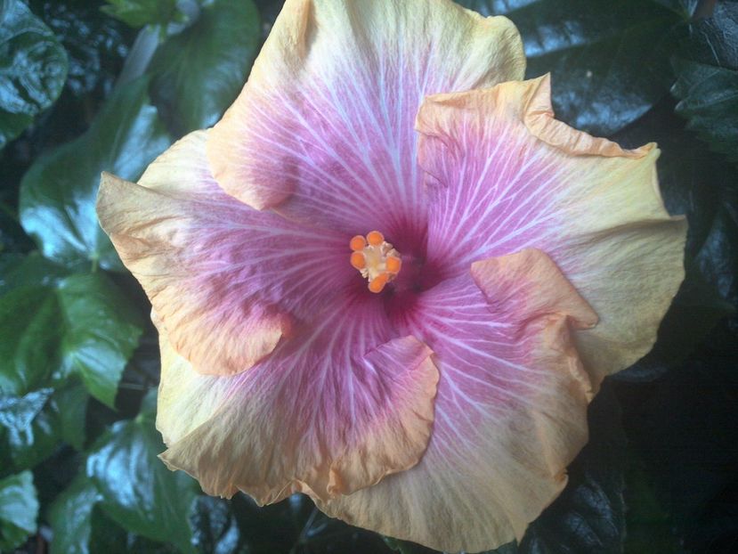 WIN_20170901_064624 - Tahitian Lovely