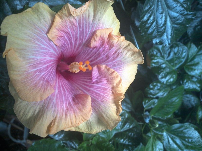 WIN_20170901_064530 - Tahitian Lovely