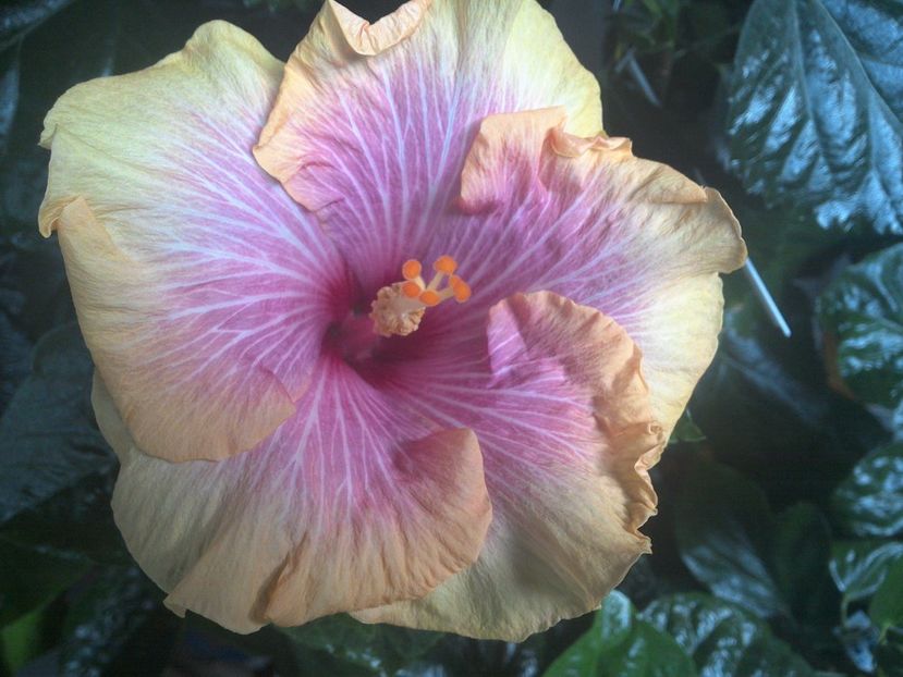 WIN_20170901_064541 - Tahitian Lovely