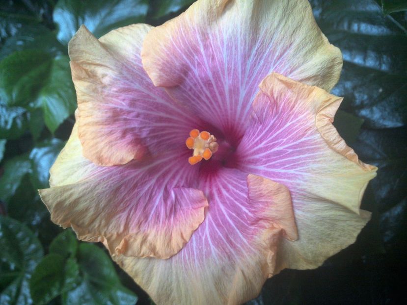 WIN_20170901_064556 - Tahitian Lovely