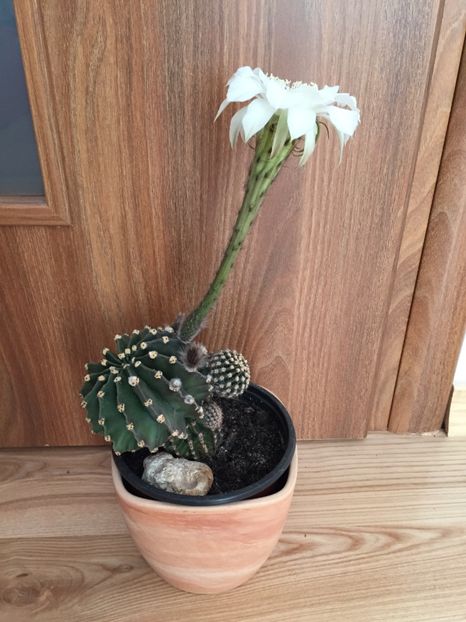  - Cactusi