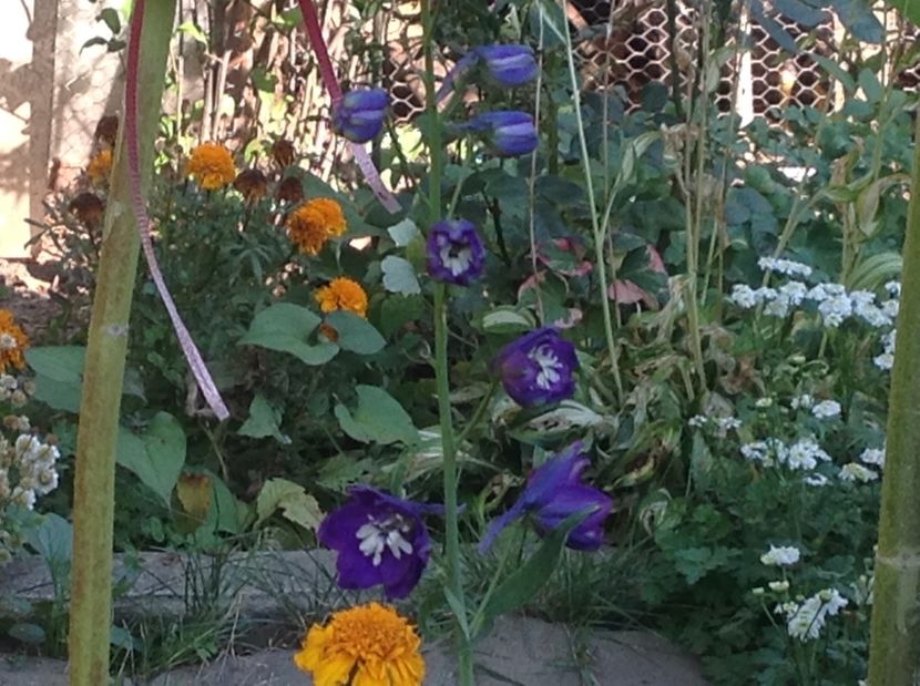  - Delphinium un nou inceput