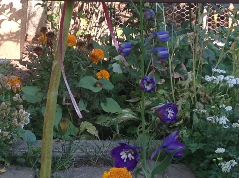  - Delphinium un nou inceput
