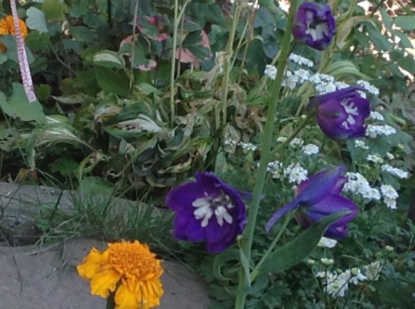  - Delphinium un nou inceput