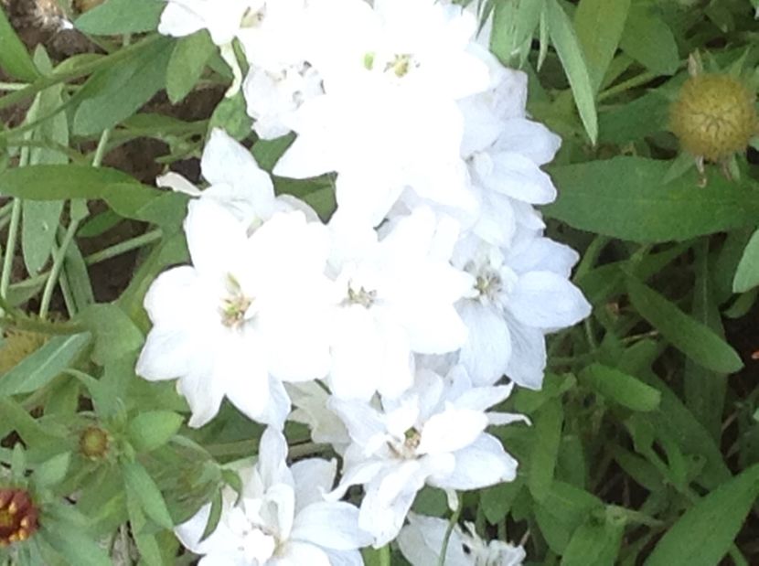  - Delphinium un nou inceput