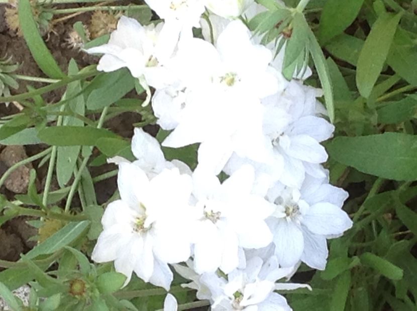  - Delphinium un nou inceput