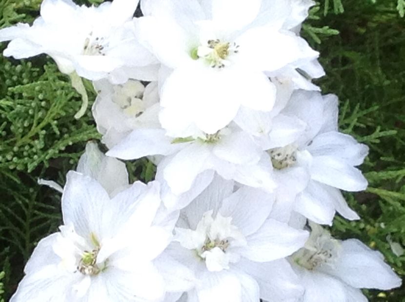  - Delphinium un nou inceput