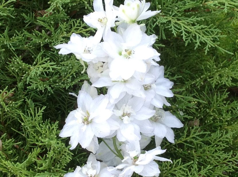  - Delphinium un nou inceput