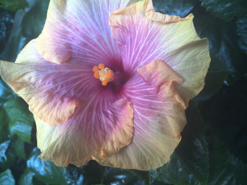 WIN_20170901_075514 - Tahitian Lovely