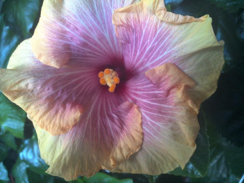 WIN_20170901_075518 - Tahitian Lovely