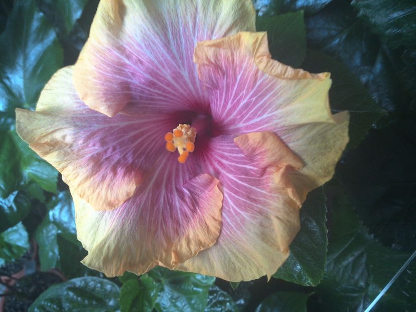 WIN_20170901_075521 - Tahitian Lovely