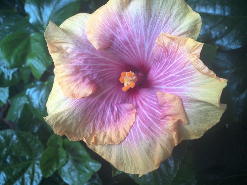 WIN_20170901_075525 - Tahitian Lovely