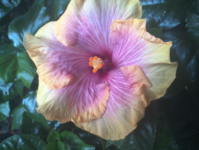 WIN_20170901_075531 - Tahitian Lovely