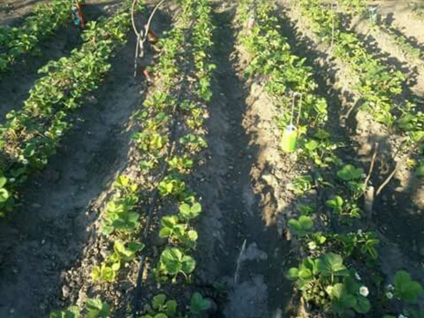  - oferta primavara 2018