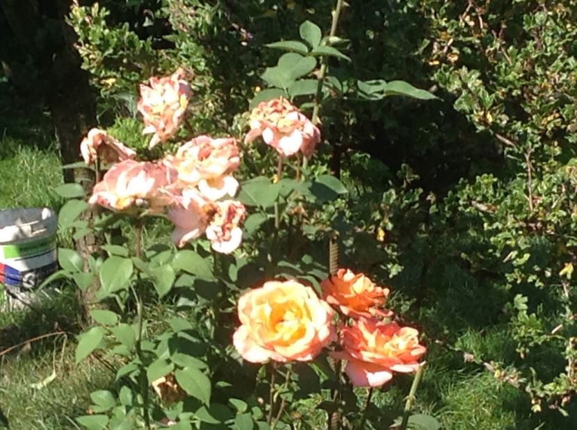  - De toate in gradina 2017