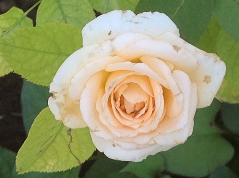  - De toate in gradina 2017