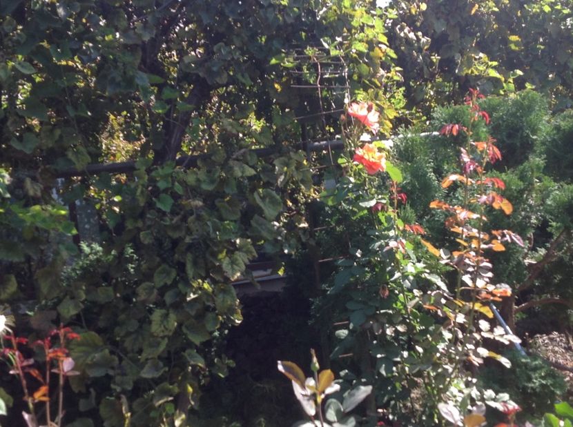  - De toate in gradina 2017