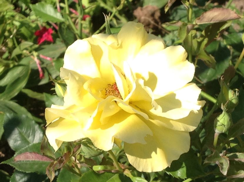  - De toate in gradina 2017