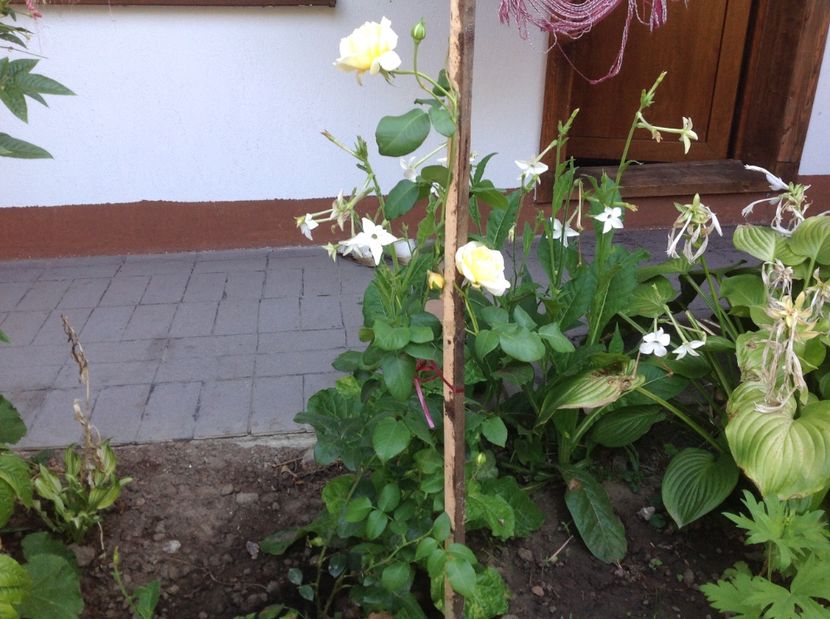  - De toate in gradina 2017